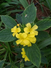 Fototapeta premium Yellow color Bermuda buttercup or Oxalis pes caprae flowers