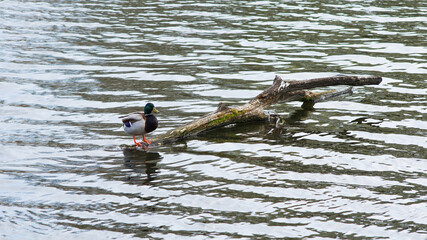 male duck sitting on a snag  