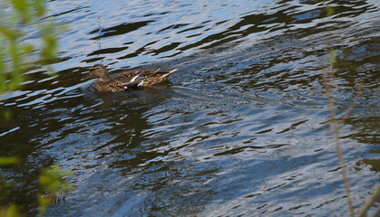 duck swims on the river 