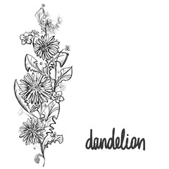 Detailed hand drawn black and white illustration plant dandelion, flowers. sketch. Vector. Elements in graphic style label, card, sticker, menu, package.