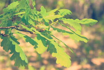 closeup green oak tree branch in a forest