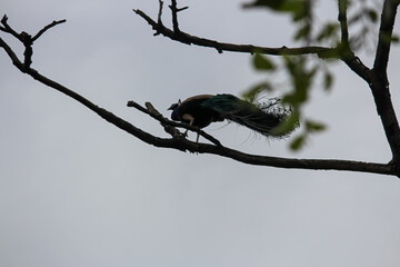 peacock on tree