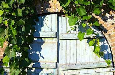 Scenic view of old wooden gate into the cellar covered by grapevine. Grapevine leaves border. Natural frame. Stone wall. Abandoned wooden gates. Old rustic wooden gate on stone wall. Kyiv, Ukraine