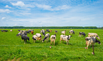 Obraz premium Herd of milch cows in a green grassy pasture below a blue cloudy sky in sunlight in summer