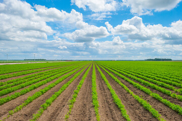 Fototapeta na wymiar Field with vegetables below a blue cloudy sky in sunlight in summer