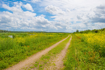The edge of a lake in a green grassy natural park with wild flowers