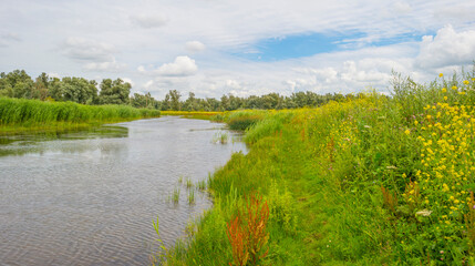 The edge of a lake in a green grassy natural park with wild flowers