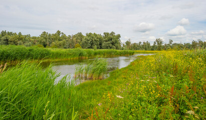 The edge of a lake in a green grassy natural park with wild flowers