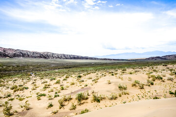 Fototapeta na wymiar bushes in the sand desert wih mountains at background