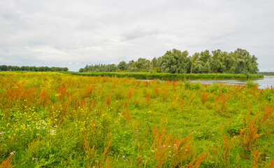 The edge of a lake in a green grassy natural park with wild flowers