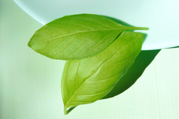 Fototapeta na wymiar freshly picked basil leaves, healthy herbs 