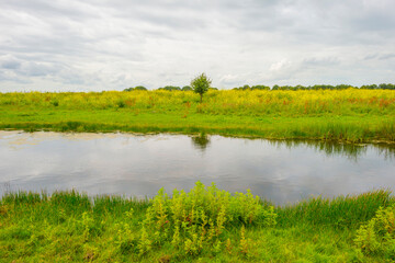 The edge of a lake in a green grassy natural park with wild flowers