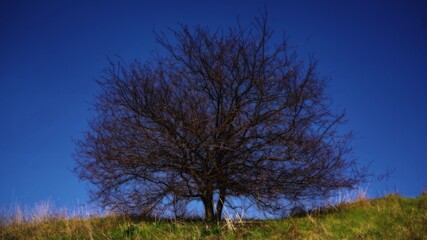 tree in the field