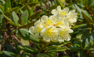 closeup white rhododendron bush, beautiful natural background