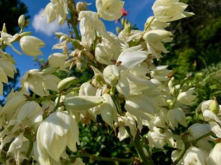 white yucca flowers on blue sky