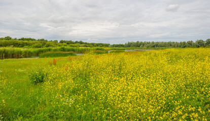Fototapeta premium The edge of a lake in a green grassy natural park with wild flowers
