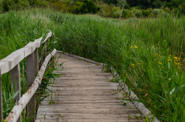 wooden bridge in the forest
