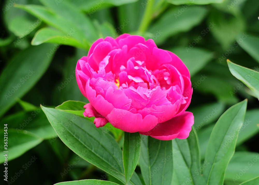 Wall mural bud bright magenta peony in the background on a bed of greenery in the summer