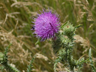 A sunny summer day. The prickly weed blooms beautifully.