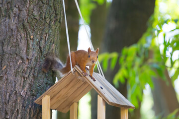 small red squirrel in a forest