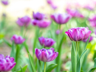 Obraz na płótnie Canvas Spring Meadow with amazing opened purple tulips field. Bokeh effect. Festive springtime background