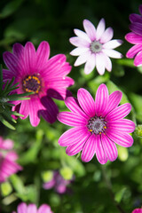 Obraz premium Gorgeous red wild flowers in mountain