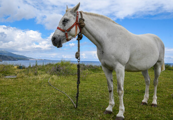 Close-up of a white horse with the sea in the background