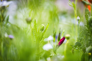 Eine rote Wildblume die kurz vor dem Erblühen ist