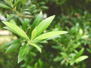 Young foliage on olive tree branch. Blurry vivid green background