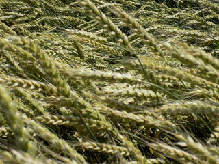 A hot summer day. The wheat is maturing. Beautiful large spikelets.
