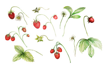 Set pattern. Watercolor hand-drawn illustration. Berries and leaves of strawberries, strawberries. Natural healthy products, fresh. Fruits and vegetarian food. Print, textile, paper.