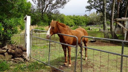 Brown Horse in paddock