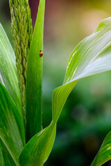 A tiny red beetle or ladybug is perching on the corn leaf.