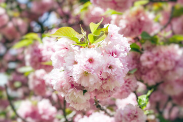 Sakura. Cherry blossom branch
