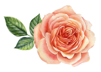 Beautiful pink rose. Watercolor illustration, flower Isolated on white.