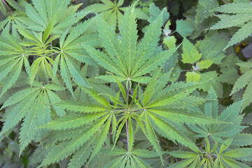 leaves of wild Manchurian marijuana.