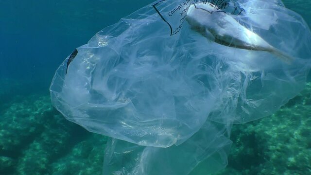 Plastic pollution: a plastic bag in which Pufferfish got entangled and died.