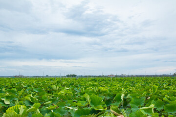 レンコン畑　ハスの葉