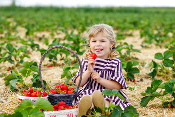 Happy little toddler girl picking and eating strawberries on organic berry farm in summer, on warm sunny day. Child having fun with helping. Kid on strawberry plantation field, ripe red berries.