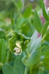 Green peas bloom and Mature in the garden in summer