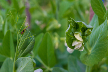 Green peas bloom and Mature in the garden in summer