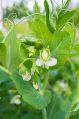Green peas bloom and Mature in the garden in summer