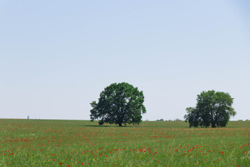 Ismailli - Ivanovka village, Azerbaijan. Lonely trees in the green wheat fields and red tulips.