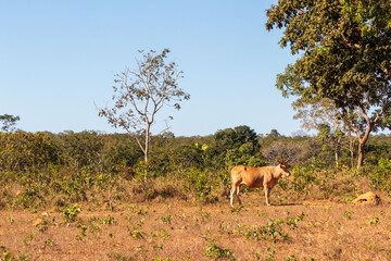 Vaca sozinha no cerrado.