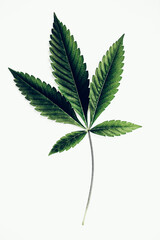 Marijuana /  Cannabis leaf.  Natural medicine concept. 