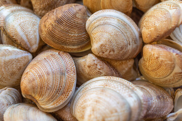 snail shells on the beach