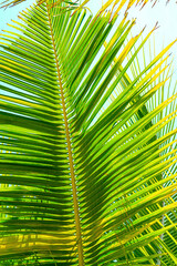 Abstract striped natural palm leaf background. Nature tropical background.