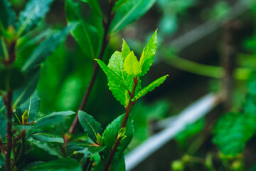 Green bay tree growing in the garden. Selective focus. Shallow depth of field. 