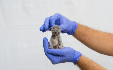 Newborn kitten in hand.  A small blind cat in caring hands. Cute baby cat close photo. A lovely kitten pet sleeps in your arms. Cute baby cat close-up. 