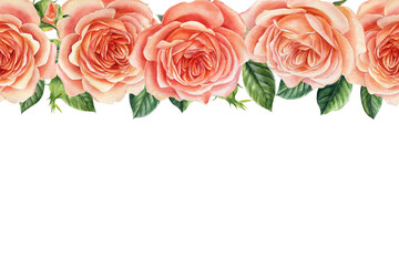 Beautiful pink rose isolated on white background. Watercolor illustration Isolated on white. banner.